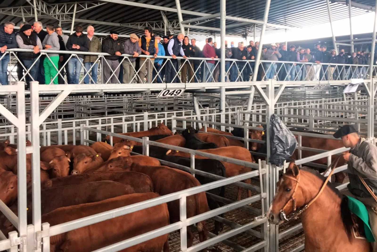 Mercado de Cañuelas: Firmeza en la demanda y balance positivo para el novillo en el cierre semanal