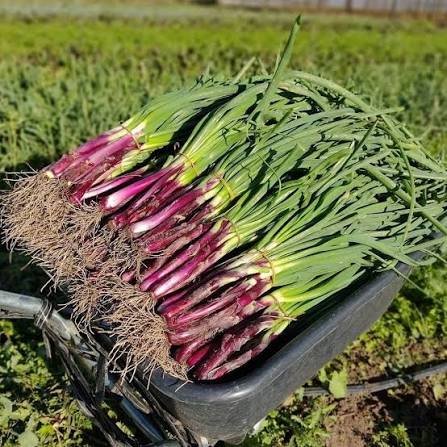 Luján: La Fuerza del Cinturón Frutihortícola y la Organización Cooperativa