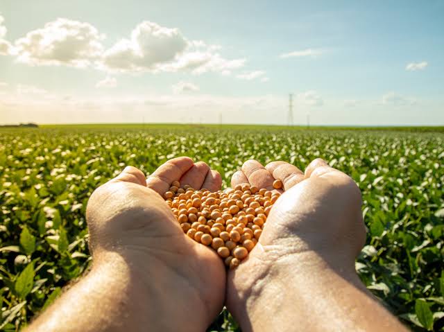 La Actualidad del Campo Argentino: Cosecha Recuperada, Desafíos de Precios y un Flujo Clave de Divisas
